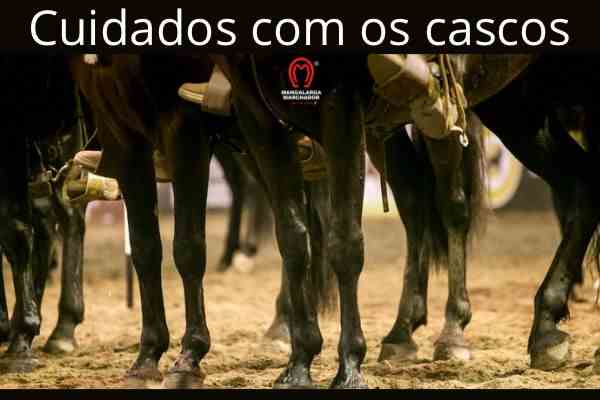 Noticia